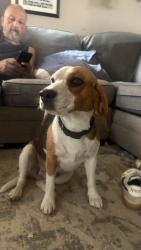 Reunited Female Dog last seen 8th Street/ Vineyard, Ontario, CA 91764