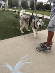 Found/Stray Male Dog last seen Katella, state college, Anaheim, CA 92802