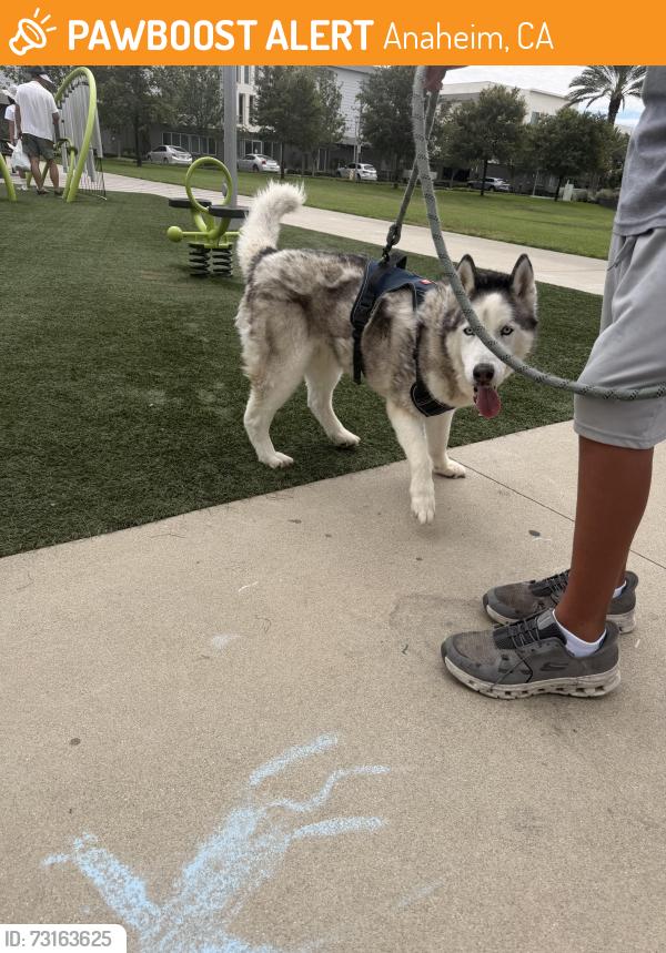 Found/Stray Male Dog last seen Katella, state college, Anaheim, CA 92802