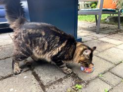 Found/Stray Unknown Cat last seen 27th Ave between Fir & Alder, Seattle, WA 98122