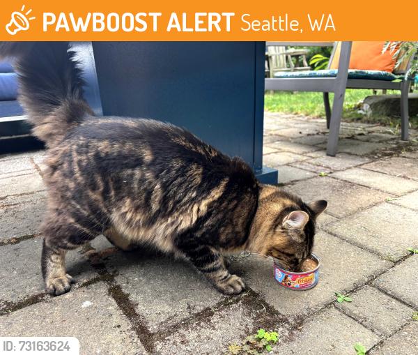 Found/Stray Unknown Cat last seen 27th Ave between Fir & Alder, Seattle, WA 98122