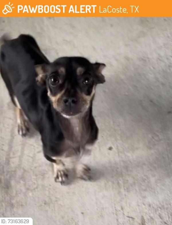 Found/Stray Female Dog last seen Hwy90 & pioneer estimates, LaCoste, TX 78039