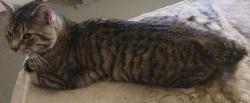 Lost Male Cat last seen Near koogle road. Highway nearby and field, lots of trees, Mansfield, OH 44903