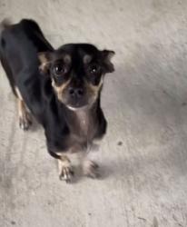 Found/Stray Female Dog last seen Hwy90 & pioneer estimates, LaCoste, TX 78039