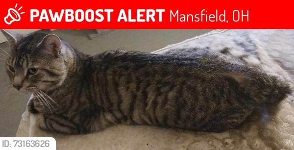 Lost Male Cat last seen Near koogle road. Highway nearby and field, lots of trees, Mansfield, OH 44903