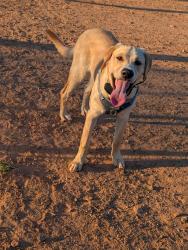 Lost Male Dog last seen Near Jonesville Industrial Park Rd, Jonesville, SC 29353