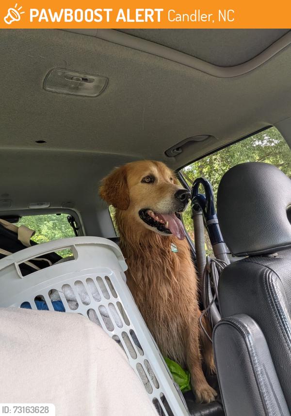 Found/Stray Male Dog last seen Kylie Grace Ln, Candler, NC 28715