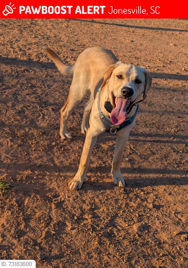 Lost Male Dog last seen Near Jonesville Industrial Park Rd, Jonesville, SC 29353