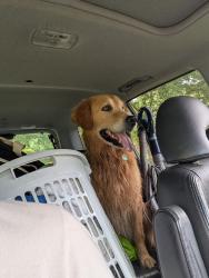 Found/Stray Male Dog last seen Kylie Grace Ln, Candler, NC 28715