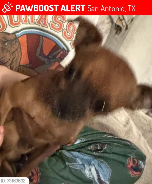 Lost Male Dog last seen Fairwood / five palms, San Antonio, TX 78242