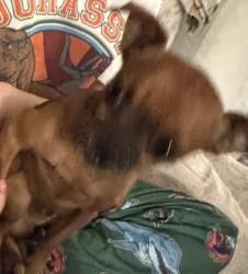 Lost Male Dog last seen Fairwood / five palms, San Antonio, TX 78242