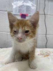 Shelter Stray Male Cat last seen W Baltimore St & N Payson St, 21223, MD, 301 Stockholm St, Baltimore, MD 21230, USA