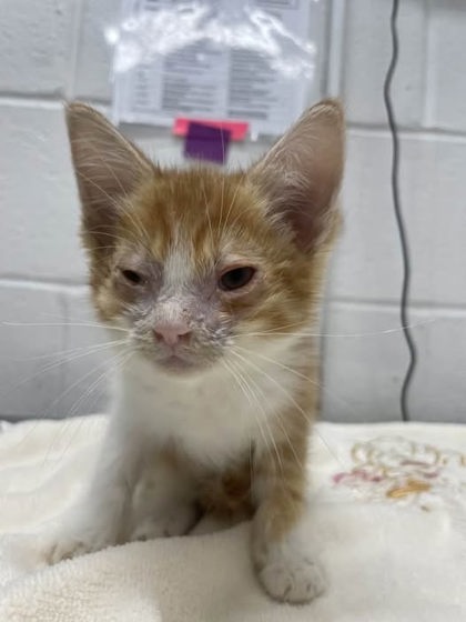 Shelter Stray Male Cat last seen W Baltimore St & N Payson St, 21223, MD, 301 Stockholm St, Baltimore, MD 21230, USA