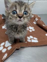 Shelter Stray Male Cat last seen Near E Fayette Balt., MD 21224, 21224, MD, 301 Stockholm St, Baltimore, MD 21230, USA