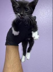 Shelter Stray Female Cat last seen Near Montecito Rd, CITY of El Paso, TX, 5001 Fred Wilson Ave, El Paso, TX 79906, USA