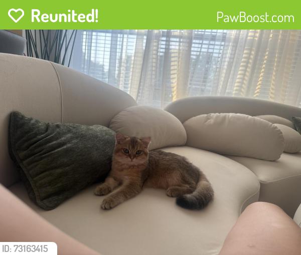 Reunited Male Cat last seen Near Parmenter St., Middleton WI, Middleton, WI 53562