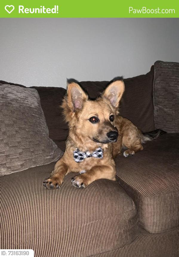 Reunited Male Dog last seen Wets Hammer/ Lisa Ln, Las Vegas, NV 89149