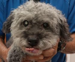 Found/Stray Female Dog last seen Presidential Plaza, Hollywood, FL 33021
