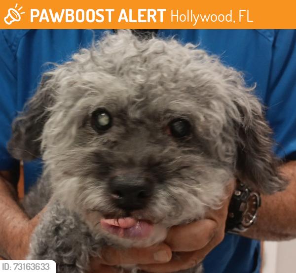 Found/Stray Female Dog last seen Presidential Plaza, Hollywood, FL 33021