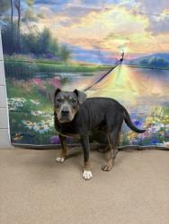Shelter Stray Male Dog last seen Near Amber Dr, 29621, Anderson County, SC, 1320 US-29, Anderson, SC 29626, USA
