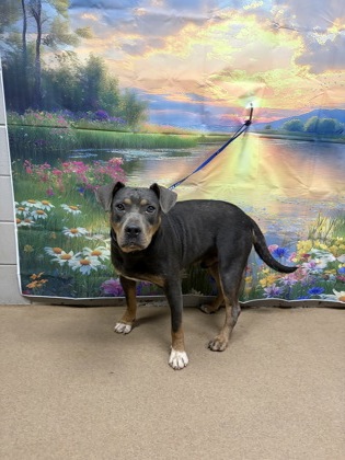 Shelter Stray Male Dog last seen Near Amber Dr, 29621, Anderson County, SC, 1320 US-29, Anderson, SC 29626, USA