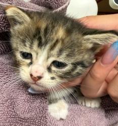 Shelter Stray Female Cat last seen Near B Division St Hamilton 98255, CityLimitsHamilton, WA, 18911 Kelleher Rd, Burlington, WA 98233, USA