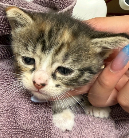 Shelter Stray Female Cat last seen Near B Division St Hamilton 98255, CityLimitsHamilton, WA, 18911 Kelleher Rd, Burlington, WA 98233, USA