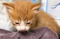 Shelter Stray Male Cat last seen Near B Division St Hamilton 98255, CityLimitsHamilton, WA, 18911 Kelleher Rd, Burlington, WA 98233, USA