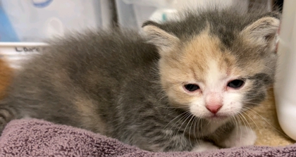 Shelter Stray Female Cat last seen Near B Division St Hamilton 98255, CityLimitsHamilton, WA, 18911 Kelleher Rd, Burlington, WA 98233, USA