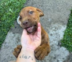 Shelter Stray Unknown Dog last seen Marietta Church Rd, City of Knoxville GP, TN, 3201 Division St, Knoxville, TN 37919, USA