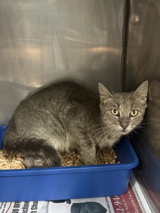 Shelter Stray Unknown Cat last seen Near St John Street, New Bern City Limits,, 1639 Old Airport Rd, New Bern, NC 28562, USA