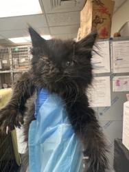Shelter Stray Male Cat last seen Foxrun Ln and Oakborough Ave, Roseville City, CA, 200 Tahoe Ave, Roseville, CA 95678, USA