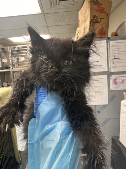 Shelter Stray Male Cat last seen Foxrun Ln and Oakborough Ave, Roseville City, CA, 200 Tahoe Ave, Roseville, CA 95678, USA