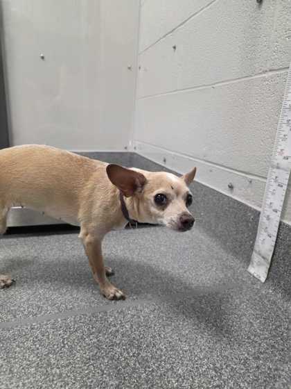 Shelter Stray Female Dog last seen Near Eagle View Dr, Sevier County, TN, 1008 Old Knoxville Hwy, Sevierville, TN 37862, USA
