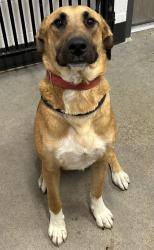 Shelter Stray Male Dog last seen Near W 30, 2nd District, OH, 9203 Detroit Ave, Cleveland, OH 44102, USA