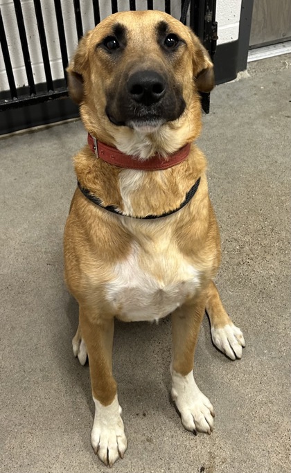 Shelter Stray Male Dog last seen Near W 30, 2nd District, OH, 9203 Detroit Ave, Cleveland, OH 44102, USA