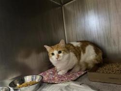 Shelter Stray Unknown Cat last seen FM 1063, Williamson County, TX, 1855 SE Inner Loop, Georgetown, TX 78626, USA