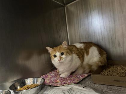 Shelter Stray Unknown Cat last seen FM 1063, Williamson County, TX, 1855 SE Inner Loop, Georgetown, TX 78626, USA