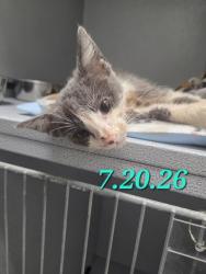 Shelter Stray Male Cat last seen Near Portobello Way, Zone 2, TX, 8755 Farm to Market 1516, Converse, TX 78109, USA