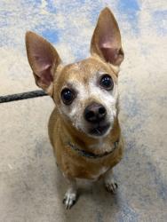 Shelter Stray Male Dog last seen N Holcomb Drive., Dunnellon, FL, 4030 S Airport Rd, Inverness, FL 34450, USA