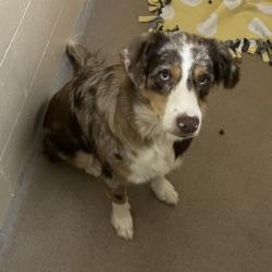 Shelter Stray Female Dog last seen Loves Park, Illinois, IL, 5132 Voges Rd, Madison, WI 53718, USA