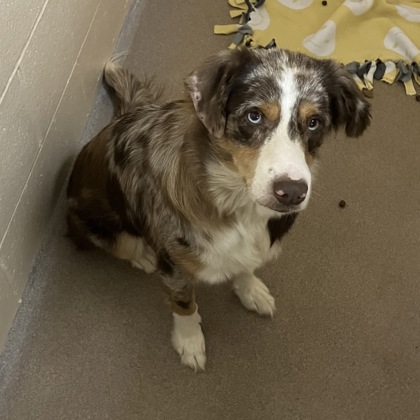 Shelter Stray Female Dog last seen Loves Park, Illinois, IL, 5132 Voges Rd, Madison, WI 53718, USA