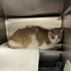 Shelter Stray Unknown Cat last seen Hayes Road, Madison 17, City of, WI, 5132 Voges Rd, Madison, WI 53718, USA