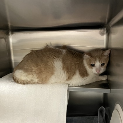 Shelter Stray Unknown Cat last seen Hayes Road, Madison 17, City of, WI, 5132 Voges Rd, Madison, WI 53718, USA