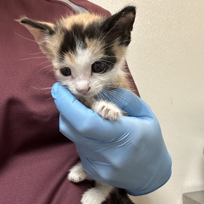 Shelter Stray Female Cat last seen Mills Park Cir/Arrington, City of College Station, TX, 5359 Leonard Rd, Bryan, TX 77807, USA