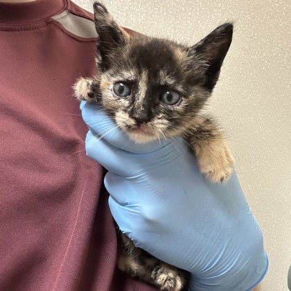 Shelter Stray Female Cat last seen Mills Park Cir/Arrington, City of College Station, TX, 5359 Leonard Rd, Bryan, TX 77807, USA