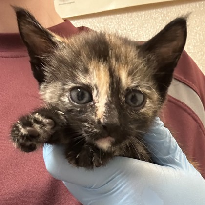 Shelter Stray Female Cat last seen Mills Park Cir/Arrington, City of College Station, TX, 5359 Leonard Rd, Bryan, TX 77807, USA