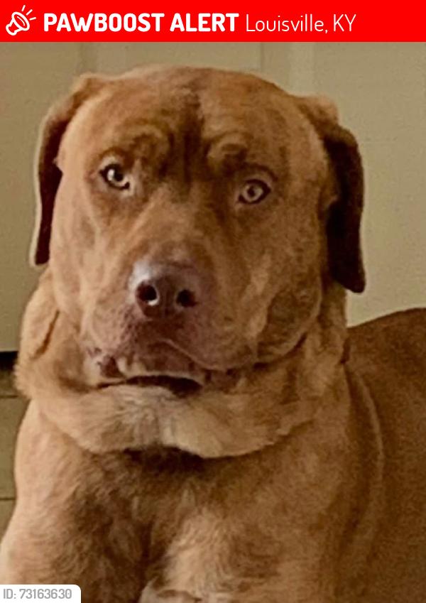 Lost Male Dog last seen Algonquin parkway, Louisville, KY 40210
