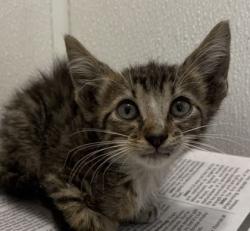 Shelter Stray Male Cat last seen Texas Ave S and Southwest Pwky, City of College Station, TX, 5359 Leonard Rd, Bryan, TX 77807, USA