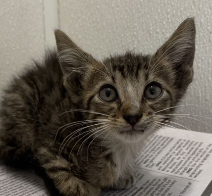 Shelter Stray Male Cat last seen Texas Ave S and Southwest Pwky, City of College Station, TX, 5359 Leonard Rd, Bryan, TX 77807, USA